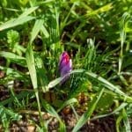 Foliage and Zafferano by Cascia Panorami