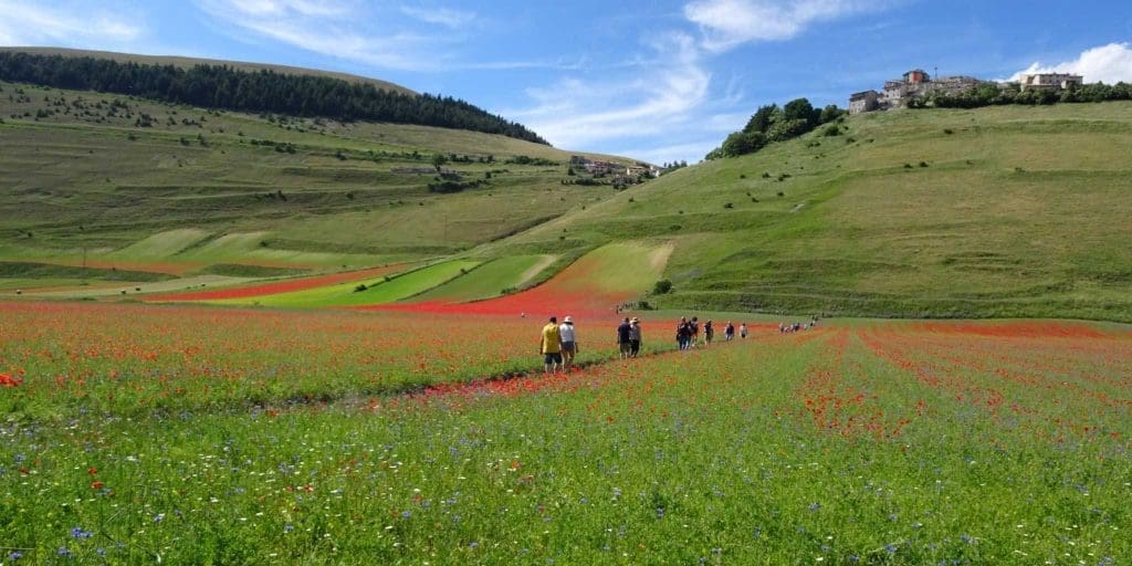 Flowers in Castelluccio: easy hike for everyone