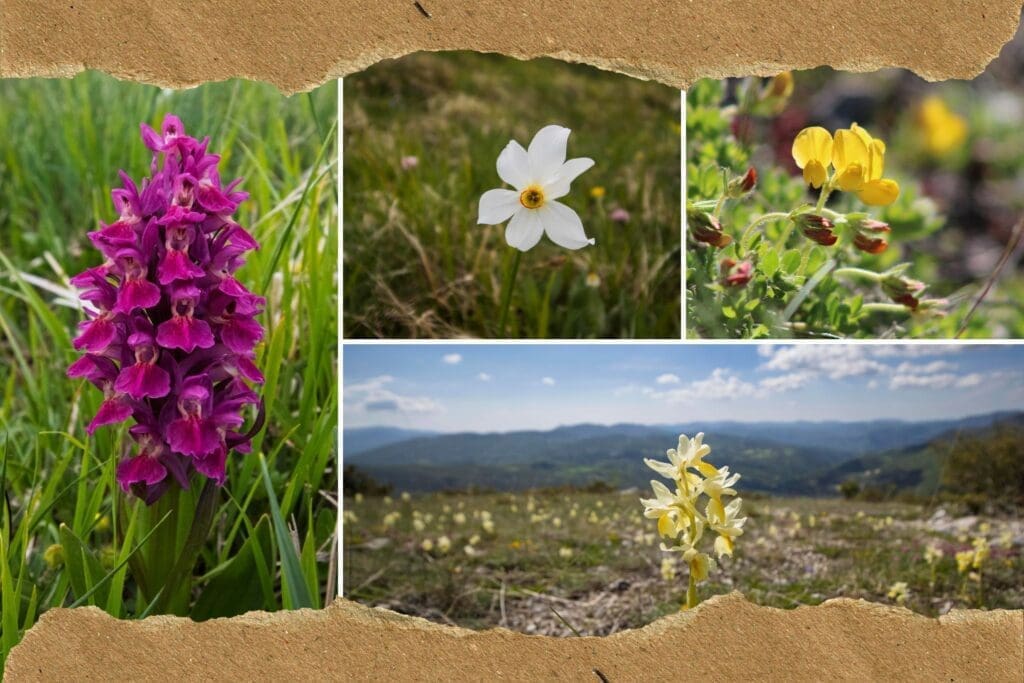 cover for walks among the spontaneous flowering event castelluccio