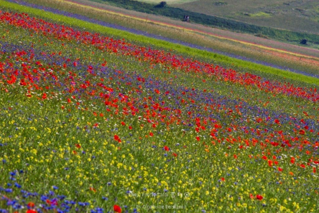 guided excursions through the fields of flowering up close