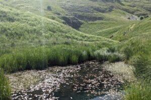 view of the Mergani ditch in spring Castelluccio di Norcia Piangrande